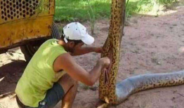 蟒蛇吃人视频,蟒蛇吞噬人类，真实视频曝光